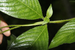  ( - BioBot05012)  @11 [ ] Copyright (2010) Unspecified Unspecified