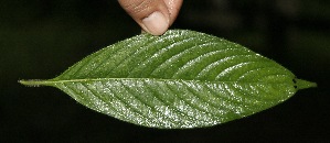  ( - BioBot05012)  @11 [ ] Copyright (2010) Unspecified Unspecified