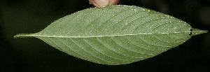  ( - BioBot05012)  @11 [ ] Copyright (2010) Unspecified Unspecified