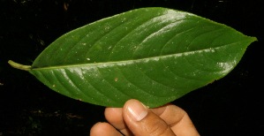  ( - BioBot05012)  @11 [ ] Copyright (2010) Unspecified Unspecified