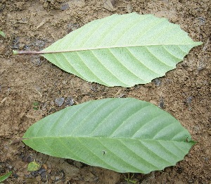  ( - BioBot05016)  @11 [ ] Copyright (2010) Unspecified Unspecified