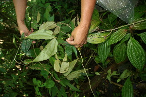  ( - BioBot05016)  @11 [ ] Copyright (2010) Unspecified Unspecified