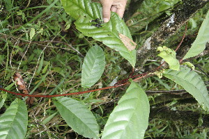  ( - BioBot05017)  @11 [ ] Copyright (2010) Unspecified Unspecified