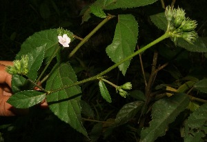  (Pavonia schiedeana - BioBot05033)  @11 [ ] CreativeCommons - Attribution Non-Commercial Share-Alike (2010) Daniel H. Janzen Guanacaste Dry Forest Conservation Fund