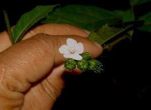  (Pavonia schiedeana - BioBot05033)  @11 [ ] CreativeCommons - Attribution Non-Commercial Share-Alike (2010) Daniel H. Janzen Guanacaste Dry Forest Conservation Fund