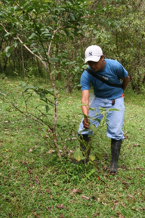  ( - BioBot05035)  @11 [ ] CreativeCommons - Attribution Non-Commercial Share-Alike (2010) Daniel H. Janzen Guanacaste Dry Forest Conservation Fund