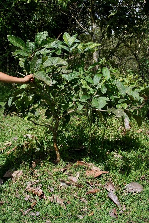  ( - BioBot05047)  @11 [ ] CreativeCommons - Attribution Non-Commercial Share-Alike (2010) Daniel H. Janzen Guanacaste Dry Forest Conservation Fund