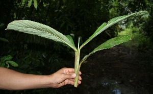  (Hylaeanthe hoffmannii - BioBot05092)  @11 [ ] CreativeCommons - Attribution Non-Commercial Share-Alike (2010) Daniel H. Janzen Guanacaste Dry Forest Conservation Fund