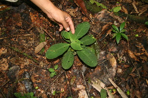  ( - BioBot05119)  @11 [ ] CreativeCommons - Attribution Non-Commercial Share-Alike (2010) Daniel H. Janzen Guanacaste Dry Forest Conservation Fund