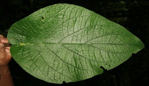  ( - BioBot05149)  @11 [ ] Copyright (2010) Unspecified Unspecified