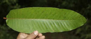  (Vismia macrophylla - BioBot05154)  @11 [ ] Copyright (2010) Unspecified Unspecified