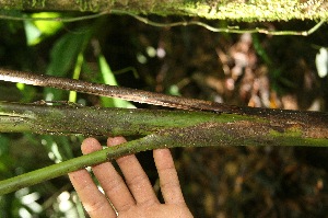  ( - BioBot05170)  @11 [ ] Copyright (2010) Unspecified Unspecified