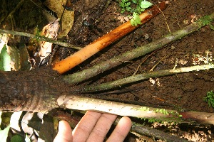  ( - BioBot05170)  @11 [ ] Copyright (2010) Unspecified Unspecified