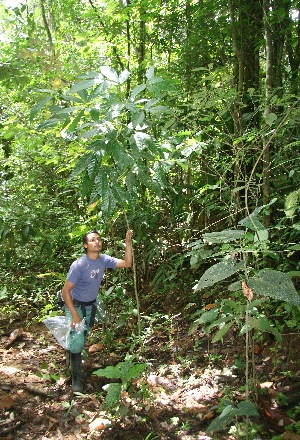  ( - BioBot05171)  @11 [ ] CreativeCommons - Attribution Non-Commercial Share-Alike (2010) Daniel H. Janzen Guanacaste Dry Forest Conservation Fund