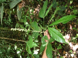  ( - BioBot05171)  @11 [ ] Copyright (2010) Unspecified Unspecified