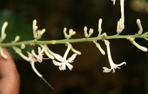  ( - BioBot05173)  @11 [ ] Copyright (2010) Unspecified Unspecified
