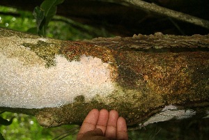  ( - BioBot05173)  @11 [ ] Copyright (2010) Unspecified Unspecified