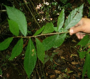  ( - BioBot05178)  @11 [ ] Copyright (2010) Unspecified Unspecified