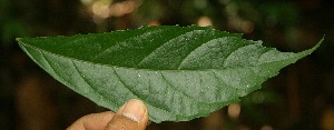  ( - BioBot05178)  @11 [ ] Copyright (2010) Unspecified Unspecified