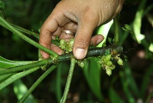  ( - BioBot05192)  @11 [ ] Copyright (2010) Unspecified Unspecified