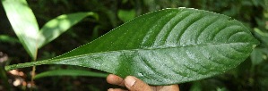  ( - BioBot05192)  @11 [ ] Copyright (2010) Unspecified Unspecified