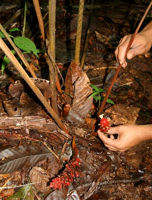  (Renealmia pluriplicata - BioBot05197)  @11 [ ] CreativeCommons - Attribution Non-Commercial Share-Alike (2010) Daniel H. Janzen Guanacaste Dry Forest Conservation Fund