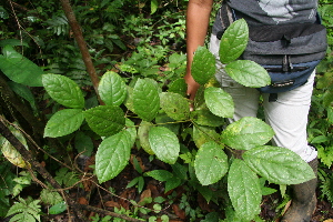  ( - BioBot05206)  @11 [ ] CreativeCommons - Attribution Non-Commercial Share-Alike (2010) Daniel H. Janzen Guanacaste Dry Forest Conservation Fund