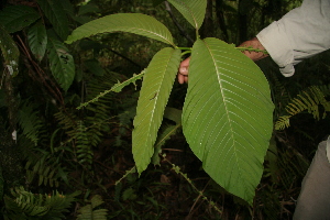  ( - BioBot05217)  @11 [ ] CreativeCommons - Attribution Non-Commercial Share-Alike (2010) Daniel H. Janzen Guanacaste Dry Forest Conservation Fund