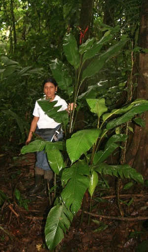  ( - BioBot05223)  @11 [ ] CreativeCommons - Attribution Non-Commercial Share-Alike (2010) Daniel H. Janzen Guanacaste Dry Forest Conservation Fund