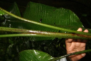  ( - BioBot05223)  @11 [ ] Copyright (2010) Unspecified Unspecified