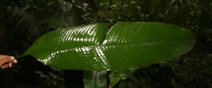  ( - BioBot05223)  @11 [ ] Copyright (2010) Unspecified Unspecified