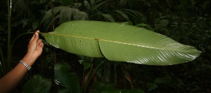  (Heliconia vaginalis - BioBot05223)  @11 [ ] CreativeCommons - Attribution Non-Commercial Share-Alike (2010) Daniel H. Janzen Guanacaste Dry Forest Conservation Fund