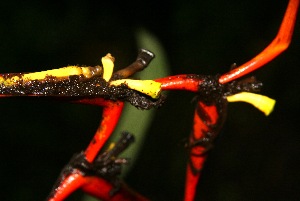  (Heliconia vaginalis - BioBot05223)  @11 [ ] Copyright (2010) Unspecified Unspecified