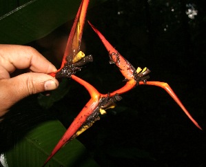  ( - BioBot05223)  @11 [ ] Copyright (2010) Unspecified Unspecified