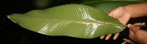  ( - BioBot05224)  @11 [ ] Copyright (2010) Unspecified Unspecified