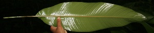  ( - BioBot05224)  @11 [ ] Copyright (2010) Unspecified Unspecified