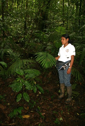  ( - BioBot05226)  @11 [ ] CreativeCommons - Attribution Non-Commercial Share-Alike (2010) Daniel H. Janzen Guanacaste Dry Forest Conservation Fund