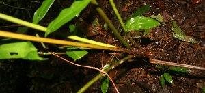  ( - BioBot05226)  @11 [ ] Copyright (2010) Unspecified Unspecified