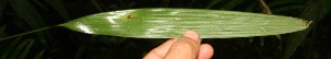  ( - BioBot05226)  @11 [ ] Copyright (2010) Unspecified Unspecified
