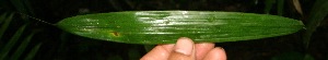  ( - BioBot05226)  @11 [ ] Copyright (2010) Unspecified Unspecified