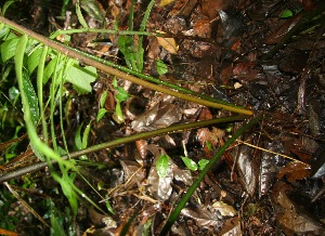  ( - BioBot05227)  @11 [ ] Copyright (2010) Unspecified Unspecified
