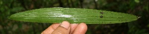  ( - BioBot05227)  @11 [ ] Copyright (2010) Unspecified Unspecified