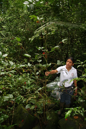  ( - BioBot05231)  @11 [ ] CreativeCommons - Attribution Non-Commercial Share-Alike (2010) Daniel H. Janzen Guanacaste Dry Forest Conservation Fund