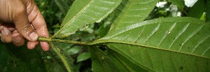  ( - BioBot05232)  @11 [ ] Copyright (2010) Unspecified Unspecified