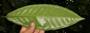  ( - BioBot05232)  @11 [ ] Copyright (2010) Unspecified Unspecified
