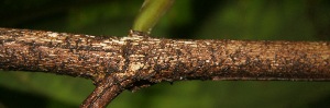  ( - BioBot05232)  @11 [ ] Copyright (2010) Unspecified Unspecified