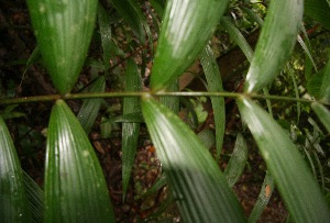  (Welfia - BioBot05234)  @11 [ ] Copyright (2010) Unspecified Unspecified