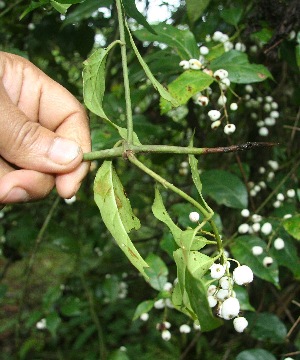  ( - BioBot05300)  @11 [ ] Copyright (2010) Unspecified Unspecified