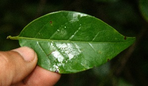  ( - BioBot05300)  @11 [ ] Copyright (2010) Unspecified Unspecified