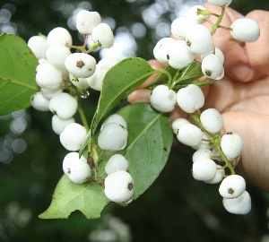  ( - BioBot05301)  @11 [ ] Copyright (2010) Unspecified Unspecified